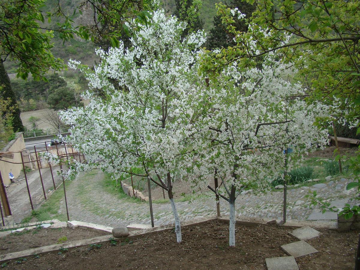 Guest House Ucha Mtsʼkhetʼa Dış mekan fotoğraf
