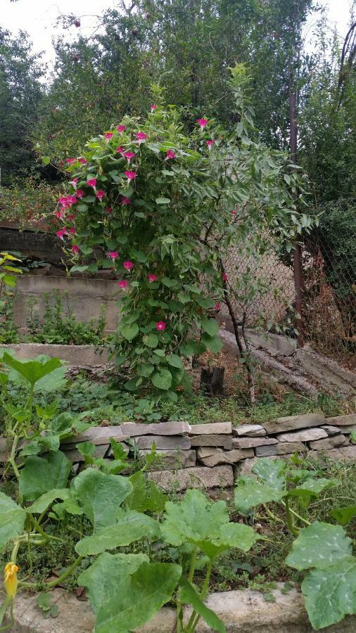 Guest House Ucha Mtsʼkhetʼa Dış mekan fotoğraf